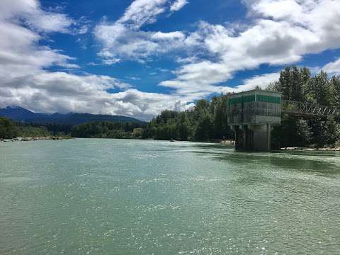 Kitimat Giant Spruce